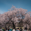 【花見2024】新宿御苑の桜を撮り歩く