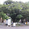 日本鳥学会２０１２年度大会（１００周年記念大会）