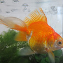 金魚と楽しく暮らすためのBlog