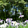 智光山公園の花菖蒲園