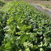夏野菜の収穫と玉ねぎ、ソラマメの畝立て