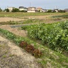 妹んちの畑