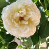 風薫る5月を楽しむ