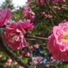 岸根公園の梅