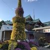 【菊（キク）とは？】英語3文で学ぶChrysanthemum