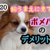 ＃20ポメパピのデメリット