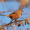 湖沼で見る野鳥達＆野鳥撮り自分のポリシー。