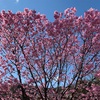 青空に桜