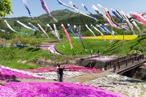 上越市板倉区でシバザクラ1万2000株見頃　こいのぼりや菜の花との競演も