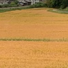 黄金（こがね）の風景