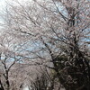 木曽三川・船頭平河川公園と海津・大榑川堤の桜