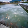 縄手池（香川県小豆島）