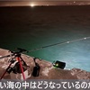 釣れない小樽厩の海中を覗いてみた