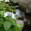 R３年６月３日（木）梅雨の晴れ間の緑花公園