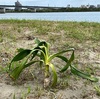 川で「はまゆう」を見つけた。そして冬の気配