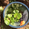 ベランダにいかが？初心者でも簡単！メダカのビオトープの作り方