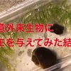 要注意外来生物のジャンボタニシ(スクミリンゴガイ)にマツモを与えてみた結果がヤバかった…。