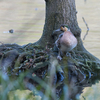 The Baikal teal Part1