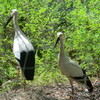 放鳥コウノトリ