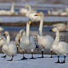 コハクチョウ　池の様子