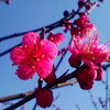  紅梅 2016 