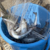 犬上川　渓流釣り　第1回成魚放流　