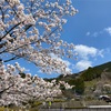 こんな時は桜の写真で癒されてください🌸✨