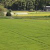 田園に佇む白鷺