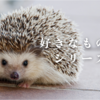 今週はお題スロット『好きなものシリーズ』はかわいいかわいい生き物です