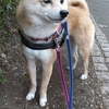 お散歩の続き、だよ