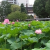 不忍池の蓮の花。