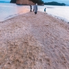 西畠清順ちゃま個人ファンクラブ：小豆島〜その３〜