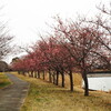 宮島池公園の河津桜