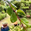 雨上がり