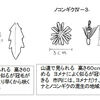 ヨメナとノコンギクのこと