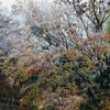 “54年ぶり”　11月の初雪