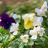 早春を告げる花たち〈230201〉Flowers that announce early spring