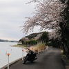 花は桜 君は美し