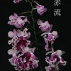 今日の花（2010.12.10）