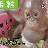オランウータン いのちの学校