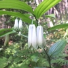 土岳　登山道の花