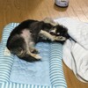 まろにー1293日目