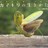 『カマキリの生きかた』