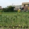 お店の花壇の話