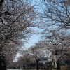 桜の思い出＠秋田