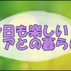 猫との暮らし：遊びの中で気づいたことと超お得だった福袋の話