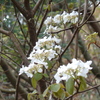 海上の森での花暦の変化について