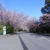 伊豆高原さくらまつり　始まります