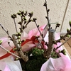 桜の盆栽でお花見①