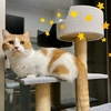 またたびアロマを使ったプラネタリウムに行って、愛猫にモテたい！